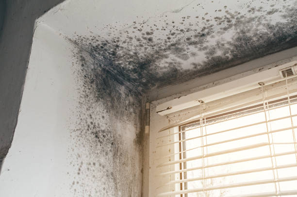 Trusted Commercial Mold Remediation service in Castalia, NC - Cheap Mold Removal